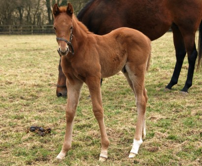 2012 colt by Halling